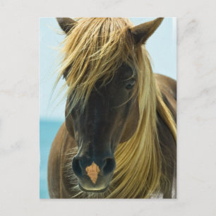 Carte postale Mustang