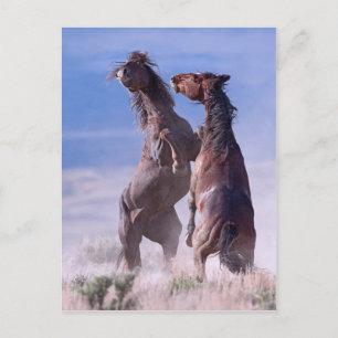 Carte Postale Mustang Fight 2