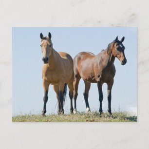 Carte postale Mustang Horse Pair
