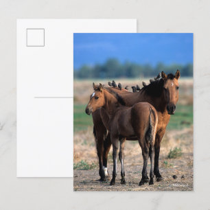 Carte Postale Mustang Mare et poulain debout avec les oiseaux