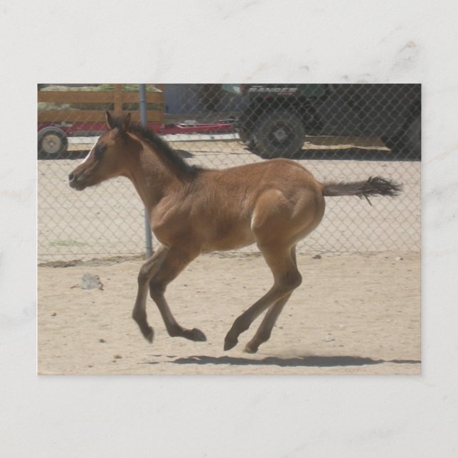 Carte postale Mustang-Spirit (Devant)