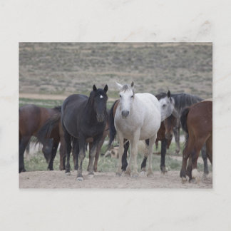 Carte Postale Mustangs de l'Utah