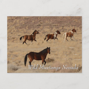 Carte Postale Mustangs sauvages dans le désert du Nevada