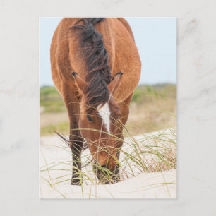 Carte Postale Mustangs sauvages ou chevaux Banker