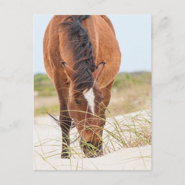 Carte Postale Mustangs sauvages ou chevaux banquiers (Devant)