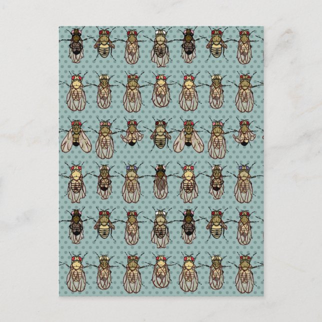 Carte Postale mutants de Drosophila (Devant)