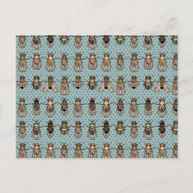 Carte Postale mutants de Drosophila (Devant)