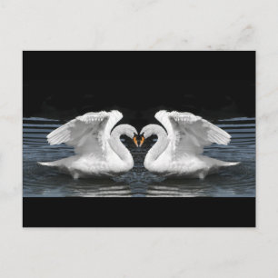 Carte Postale Mute White Swan Photo Mirror Image Effect