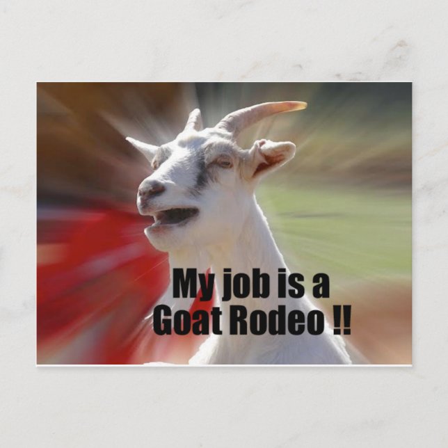 Carte Postale My Job is a Goat Rodeo Chèvre Photographie (Devant)
