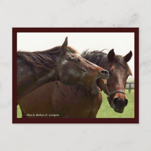 Carte Postale My Turbulent Miss with Taba Postcard