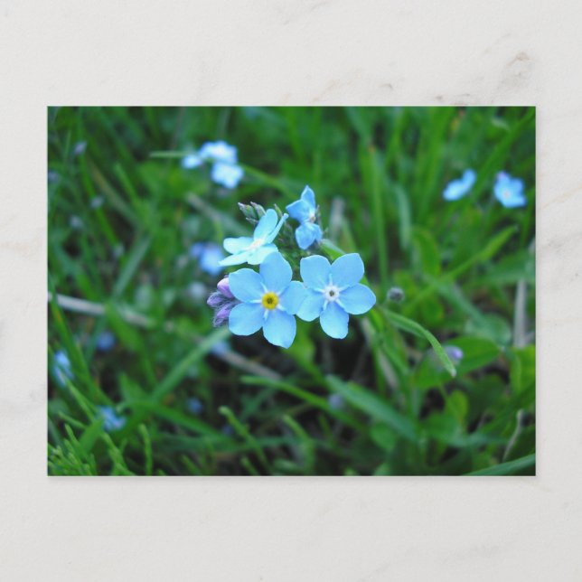 Carte Postale Myosotis (2) (Devant)