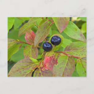 Carte Postale Myrtille mûre dans le Flathead National