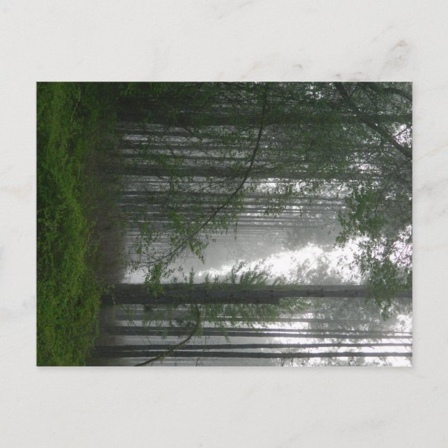 Carte Postale Mystic Woods (Devant)