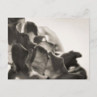 Carte Postale Mystique
