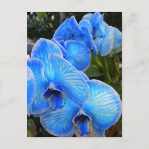 Carte postale mystique bleue d'orchidées