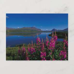 Carte Postale N.A., États-Unis, Alaska, Alaska Range Common