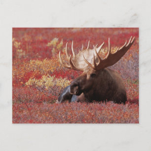 Carte Postale N.A., Etats-Unis, Alaska, parc national de Denali,