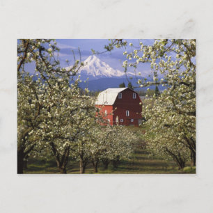 Carte Postale N.A., États-Unis, Oregon, comté de Hood River. Rou