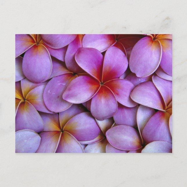 Carte Postale N.A., USA, Maui, Hawaii. Plumeria rose fleurit. (Devant)