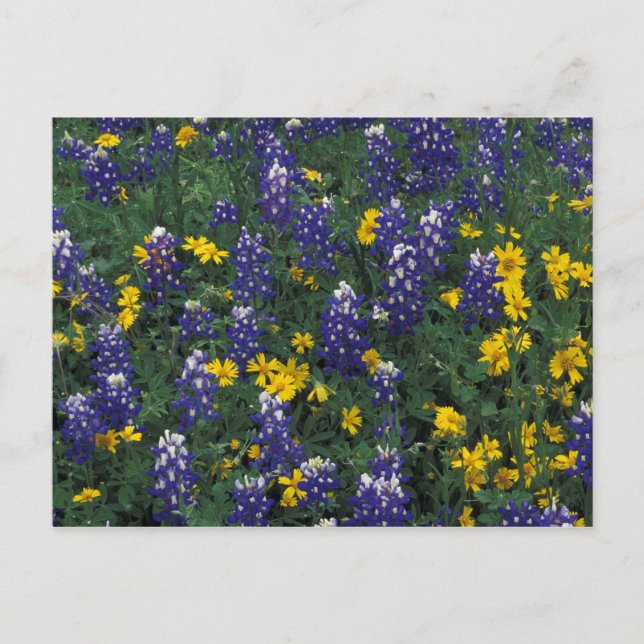 Carte Postale N.A., USA, Texas, Marble Falls, Blue Bonnets (Devant)