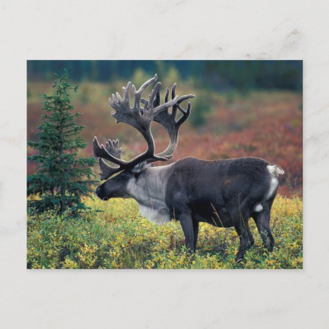 Carte Postale NA, États-Unis, Alaska, Denali NP, Bull caribou 3 (Devant)