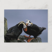 NA, États-Unis, Alaska, mer de Béring, Pribilofs.