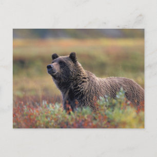 Carte Postale NA, États-Unis, Alaska, Parc national Denali, Ours