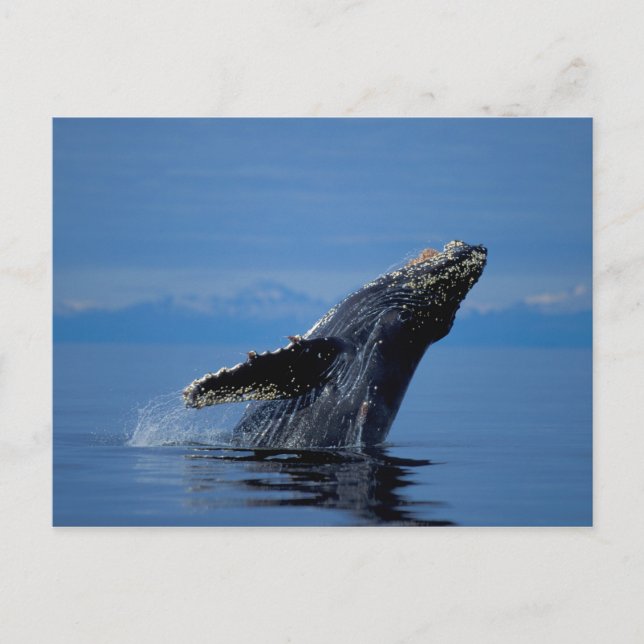Carte Postale NA, États-Unis, Alaska, Sud-Est de l'Alaska, Intér (Devant)