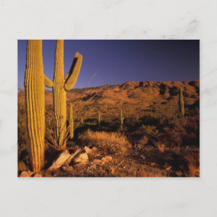 Carte Postale NA, États-Unis, Arizona, Saguaro National Monument