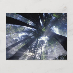 Carte Postale NA, États-Unis, Californie, Del Norte Redwoods Sta