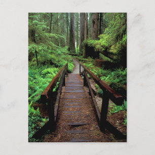 Carte Postale NA, États-Unis, Californie, Jedidiah Smith Redwood
