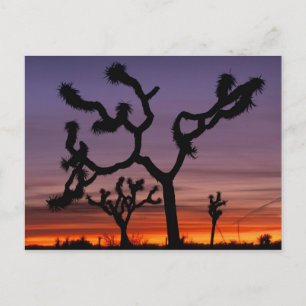 Carte Postale NA, États-Unis, Californie. Joshua Tree National