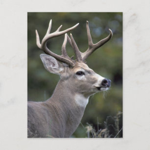 Carte Postale NA, États-Unis, État de Washington, cerf de Virgin