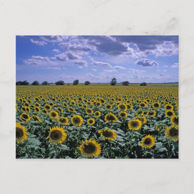 Carte Postale NA, États-Unis, Kansas, culture du tournesol (Devant)
