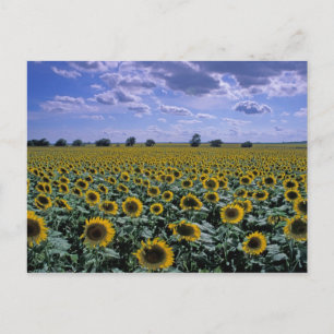 Carte Postale NA, États-Unis, Kansas, culture du tournesol