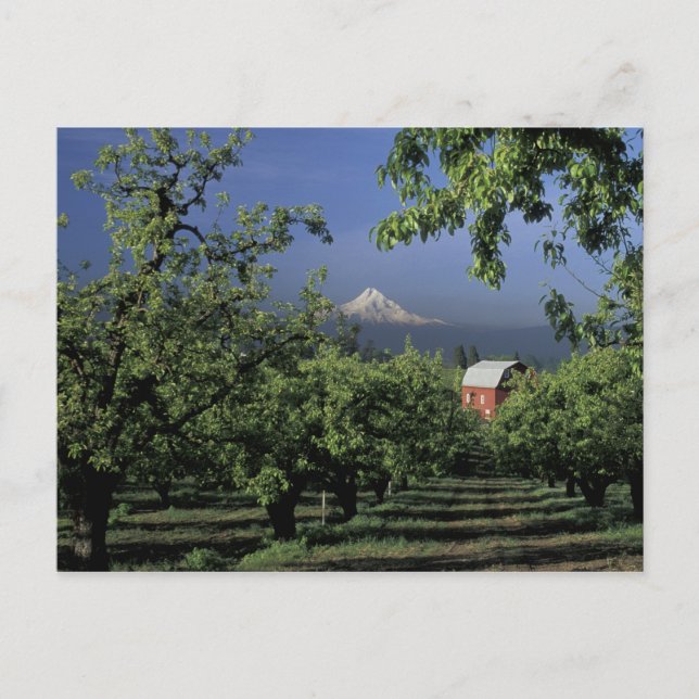 Carte Postale Na, Etats-Unis, Orégon, près de capot de la (Devant)
