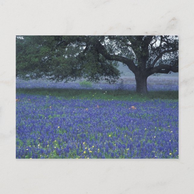 Carte Postale NA, Texas, Devine, Chêne et bonnets bleus (Devant)