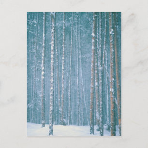 Carte Postale NA, USA, WY. Scène hivernale enneigée parmi les