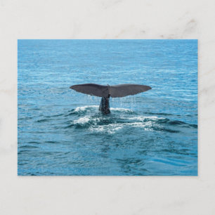 Carte Postale nageoire de baleine