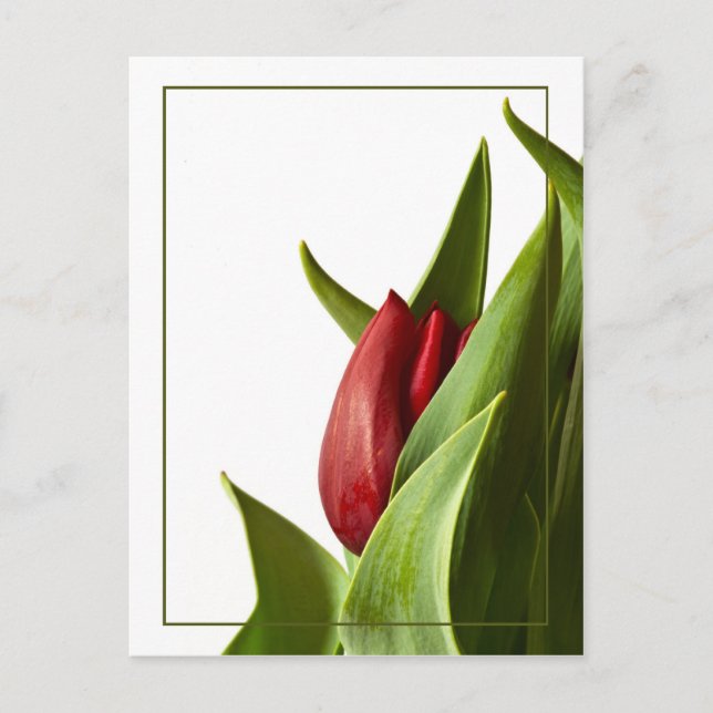 Carte Postale Naissance d'une tulipe rouge printanière (Devant)