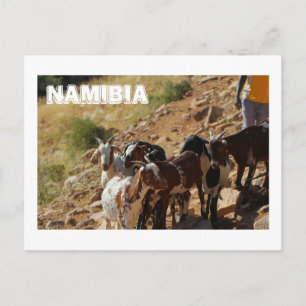 Carte Postale Namibie Afrique Chèvres du paysage namibien