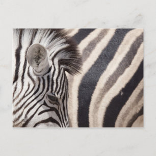 Carte Postale Namibie, parc national d'Etosha. Détails de deux
