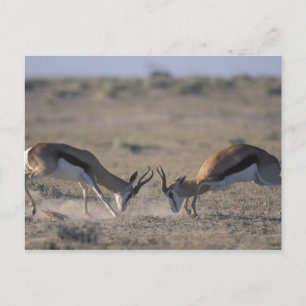 Carte Postale Namibie, parc national d'Etosha, Deux mâles