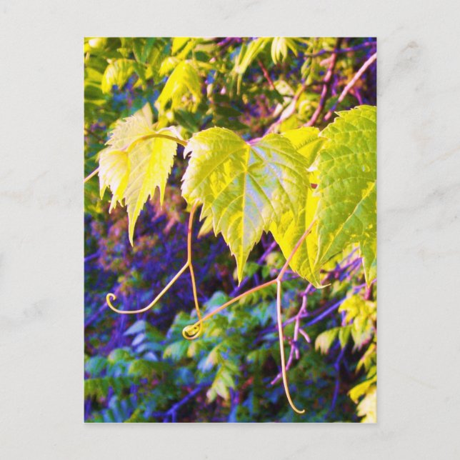 Carte Postale Napa Valley (Devant)