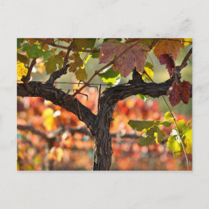 Carte Postale Napa Valley Vineyard en Californie