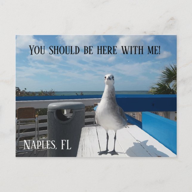 Carte Postale NAPLES, FL Cute Seagull Print Beach (Devant)