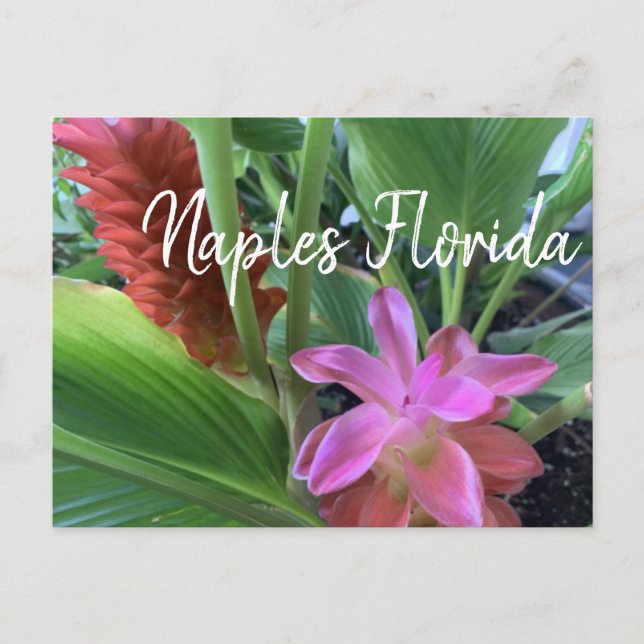 Carte Postale Naples Florida Fleurs tropicales (Devant)