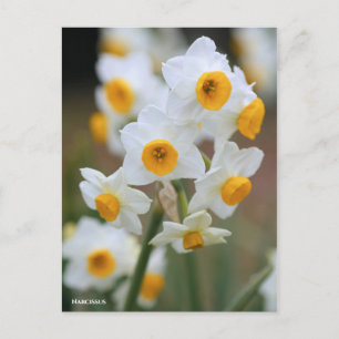 Carte Postale Narcisse [Carte postale]