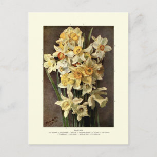 Carte Postale Narcissi