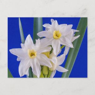 Carte Postale Narcissus